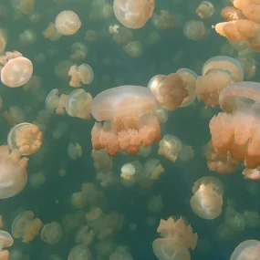 open trip derawan tur derawan trip derawan pulau derawan